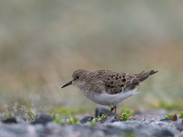 Lapinsirri, Temminck's Stint, Calidris temminckii