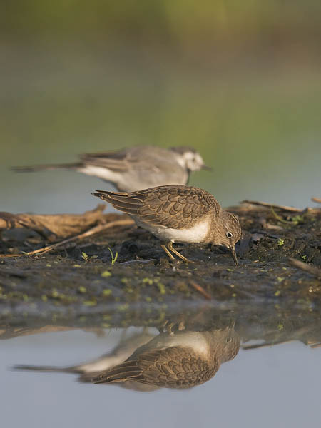 Lapinsirri, Temminck's Stint, Calidris temminckii