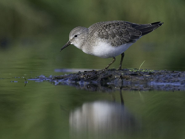 Lapinsirri, Temminck's Stint, Calidris temminckii