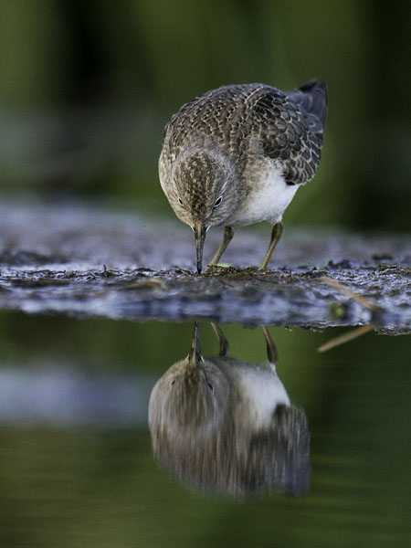 Lapinsirri, Temminck's Stint, Calidris temminckii