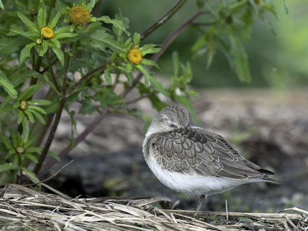 Lapinsirri, Temminck's Stint, Calidris temminckii