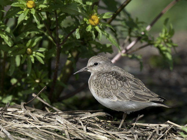 Lapinsirri, Temminck's Stint, Calidris temminckii