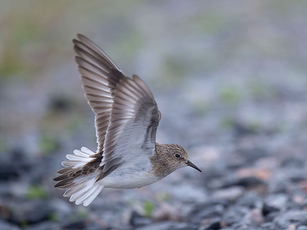 Lapinsirri, Temminck's Stint, Calidris temminckii