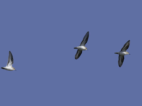 Lapinsirri, Temminck's Stint, Calidris temminckii