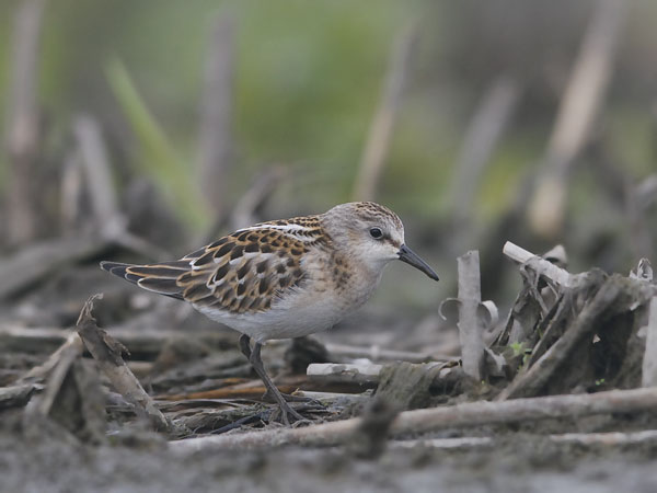 Pikkusirri, Little Stint, Calidris minuta