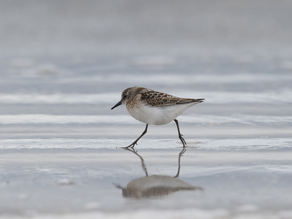Pikkusirri, Little Stint, Calidris minuta