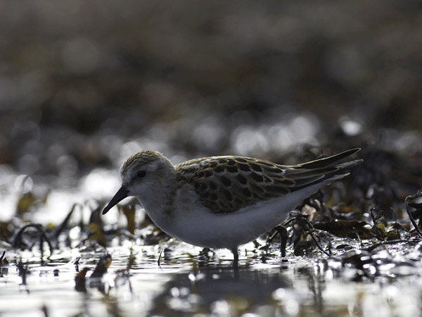 Pikkusirri, Little Stint, Calidris minuta