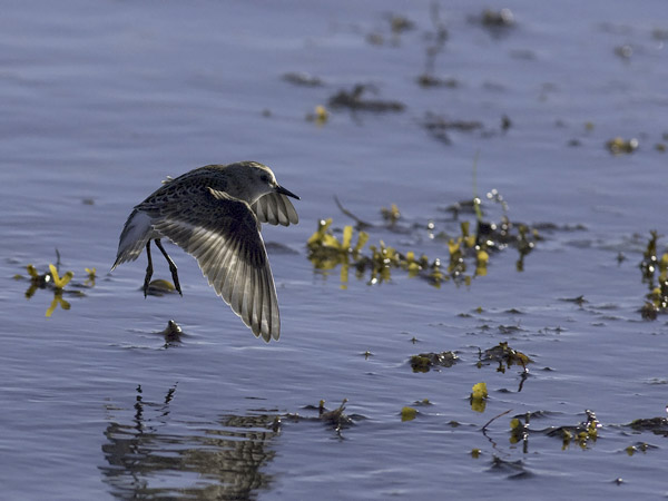 Pikkusirri, Little Stint, Calidris minuta