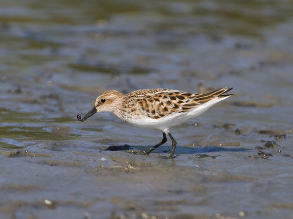 Pikkusirri, Little Stint, Calidris minuta