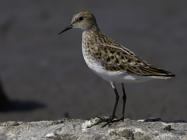 Pikkusirri, Little Stint, Calidris minuta