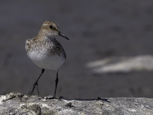 Pikkusirri, Little Stint, Calidris minuta