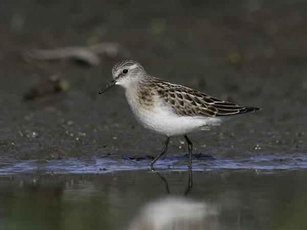 Pikkusirri, Little Stint, Calidris minuta