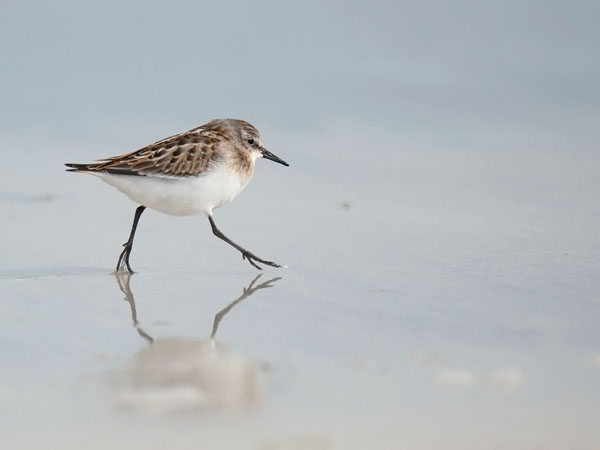 Pikkusirri, Little Stint, Calidris minuta