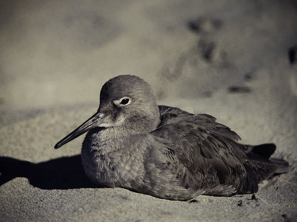 Preeriaviklo, Willet, Catoptrophorus semipalmatus