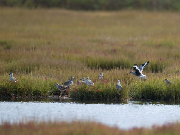 Preeriaviklo, Willet, Catoptrophorus semipalmatus
