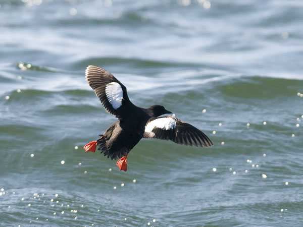 Riskilä, Black Guillemot, Cepphus grylle