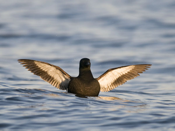 Riskilä, Black Guillemot, Cepphus grylle