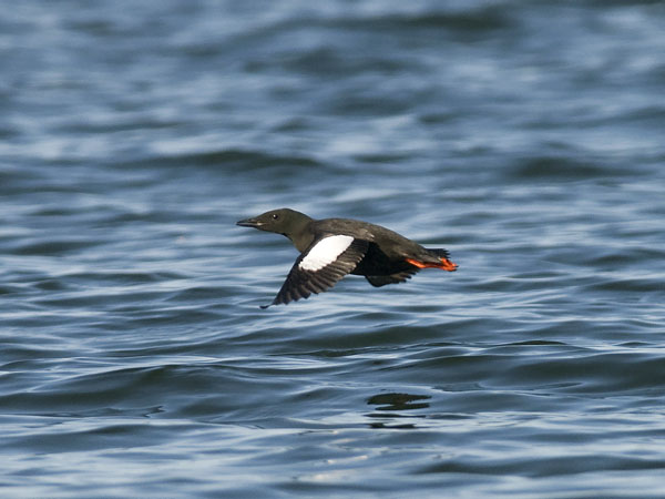 Riskilä, Black Guillemot, Cepphus grylle