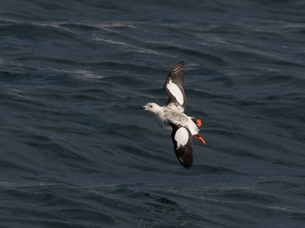 Riskilä, Black Guillemot, Cepphus grylle