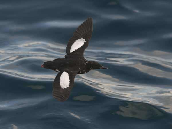 Riskilä, Black Guillemot, Cepphus grylle