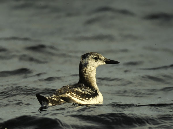 Riskilä, Black Guillemot, Cepphus grylle