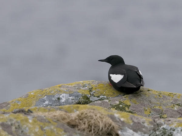 Riskilä, Black Guillemot, Cepphus grylle