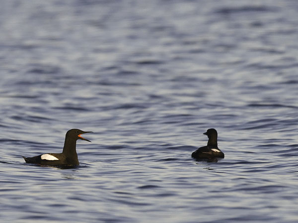 Riskilä, Black Guillemot, Cepphus grylle