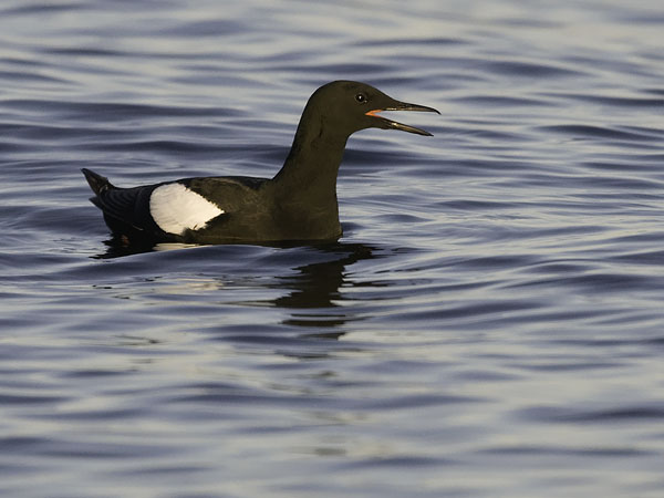 Riskilä, Black Guillemot, Cepphus grylle