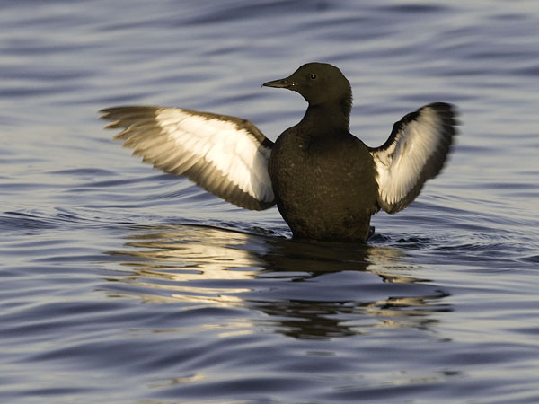 Riskilä, Black Guillemot, Cepphus grylle