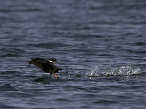 Riskilä, Black Guillemot, Cepphus grylle