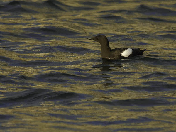Riskilä, Black Guillemot, Cepphus grylle
