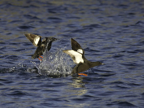 Riskilä, Black Guillemot, Cepphus grylle