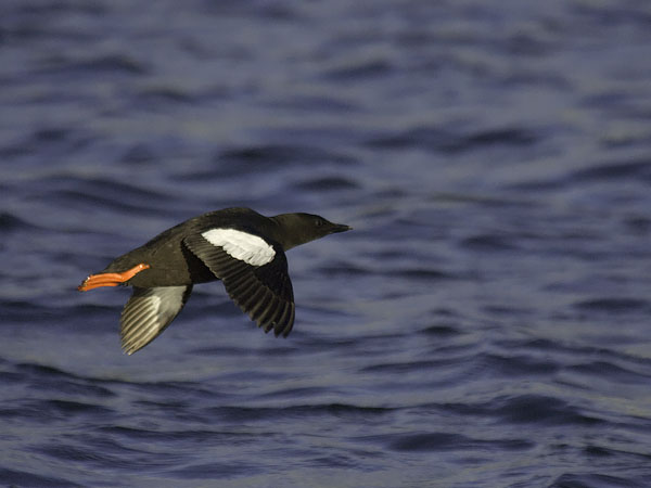 Riskilä, Black Guillemot, Cepphus grylle