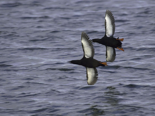 Riskilä, Black Guillemot, Cepphus grylle