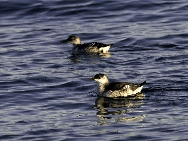 Riskilä, Black Guillemot, Cepphus grylle