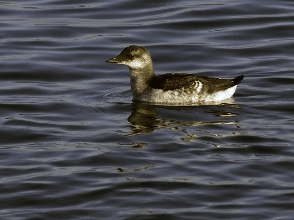 Riskilä, Black Guillemot, Cepphus grylle