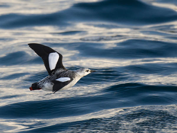 Riskilä, Black Guillemot, Cepphus grylle