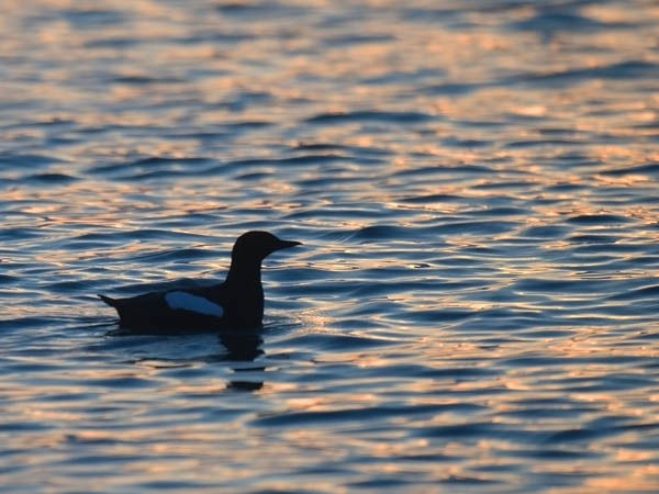Riskilä, Black Guillemot, Cepphus grylle