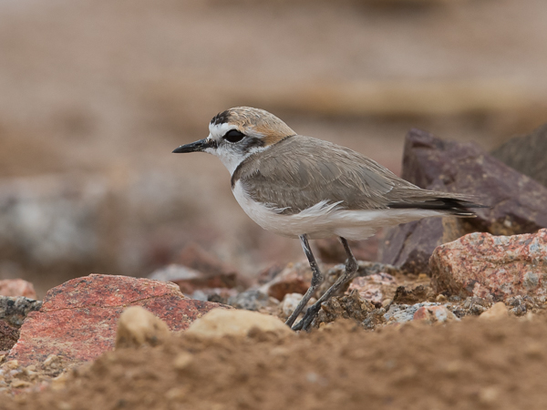 Mustajalkatylli, Kentish Plover, Charadrius alexandrinus