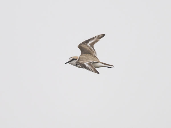 Mustajalkatylli, Kentish Plover, Charadrius alexandrinus