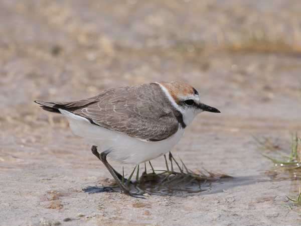 Mustajalkatylli, Kentish Plover, Charadrius alexandrinus