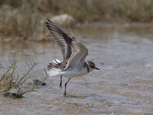 Mustajalkatylli, Kentish Plover, Charadrius alexandrinus