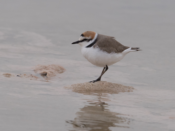 Mustajalkatylli, Kentish Plover, Charadrius alexandrinus