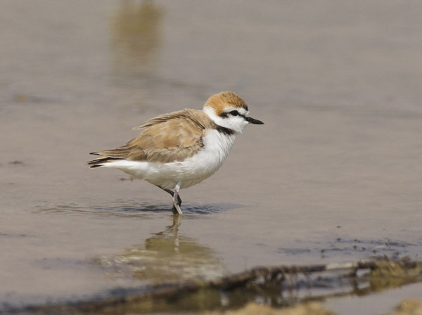 Mustajalkatylli, Kentish Plover, Charadrius alexandrinus