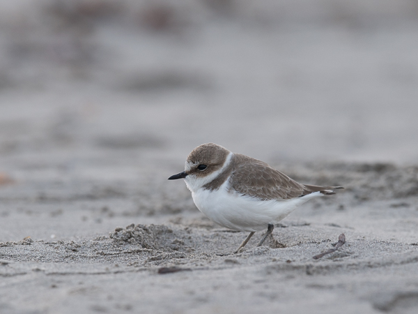 Mustajalkatylli, Kentish Plover, Charadrius alexandrinus