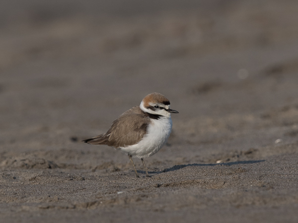 Mustajalkatylli, Kentish Plover, Charadrius alexandrinus