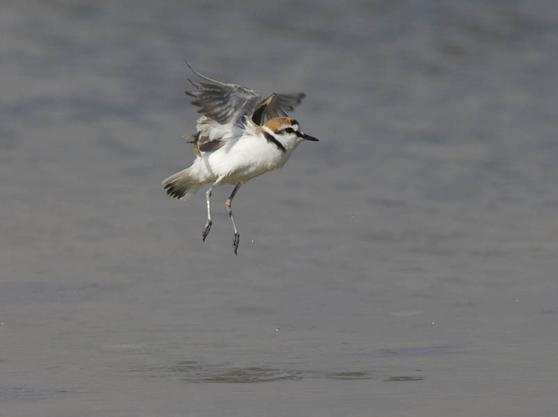 Mustajalkatylli, Kentish Plover, Charadrius alexandrinus