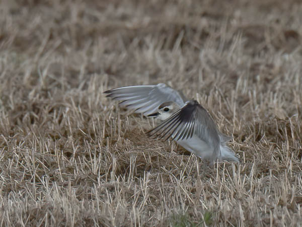 Kaspiantylli, Caspian Plover, Charadrius asiaticus