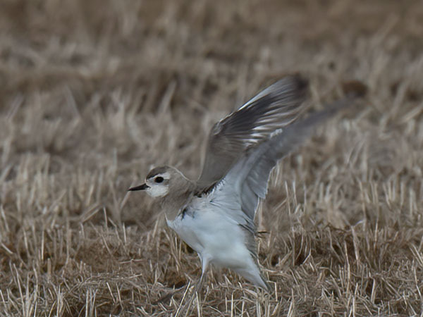 Kaspiantylli, Caspian Plover, Charadrius asiaticus