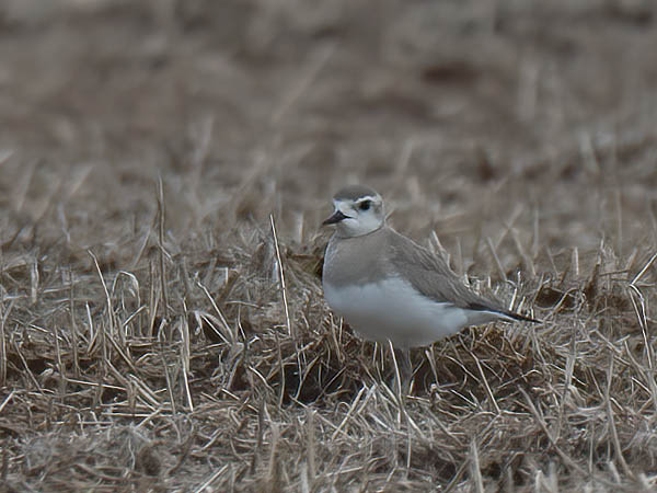 Kaspiantylli, Caspian Plover, Charadrius asiaticus